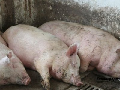 В Башкирии фермеры разводили свиней с нарушением ветеринарных правил