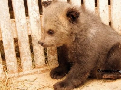 В Башкирии обессиленный медвежонок пришел к людям