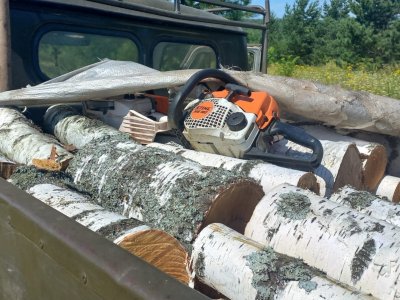 В Башкирии «черные лесорубы» срубили деревья почти на 12 млн рублей
