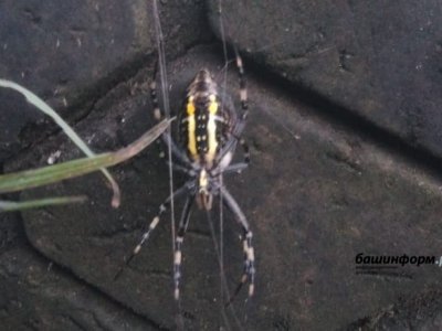В Башкирии жители обнаружили паука-осу