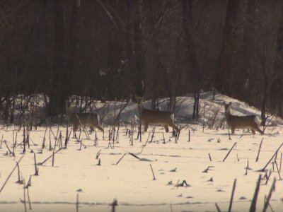 В национальном парке «Башкирия» засняли косуль за зимней трапезой