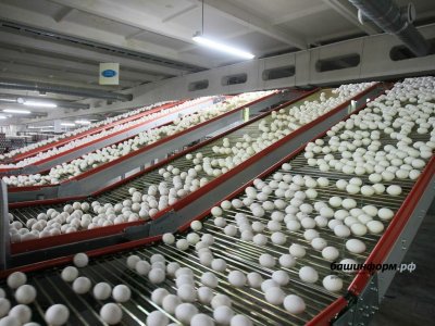 В Башкирии проверят обоснованность цен на яйца