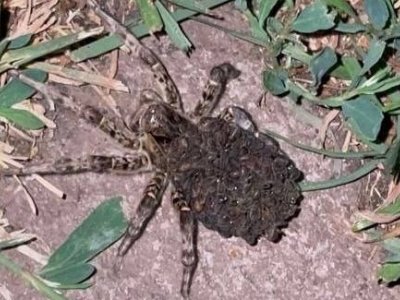Жителей Башкирии напугал большой необычный паук