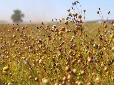 Средняя урожайность масличных в Башкирии — почти 10 центнеров с гектара