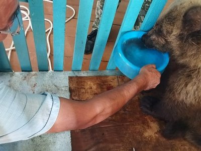 В Башкирии ветеринары спасли сбитого автомобилем медвежонка