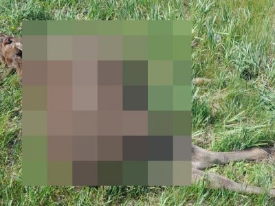Минэкологии: в Башкирии за пять дней в авариях погибли пять косуль и шесть лосей