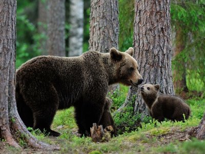В Башкирии засняли прогулку семьи медведей