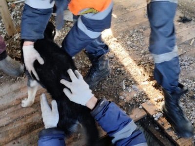 В Башкирии спасатели вызволили собаку из двухметрового погреба