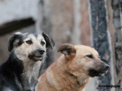 В Башкирии пересмотрят законы по вопросом бродячих животных