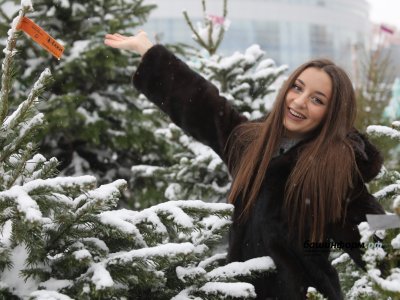 Башкирия поставила в регионы России и Казахстан 88 тысяч новогодних елок