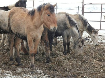 Кумысодел из Башкирии планирует открыть цех по переработке конины