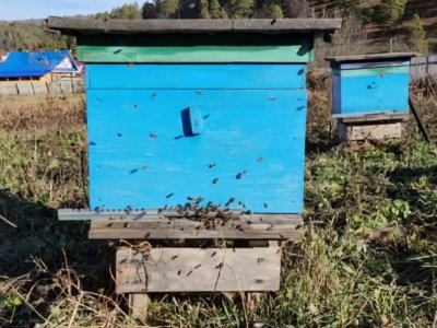 Бортники нацпарка «Башкирия» дали рекомендации, как подготовить пчёл к зимовке
