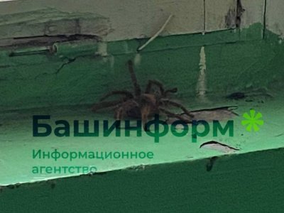 Жители уфимской Черниковки обнаружили в подъезде огромного тарантула