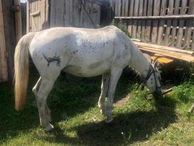 В Башкирии в полиции рассказали историю воссоединения хозяина и его украденного коня