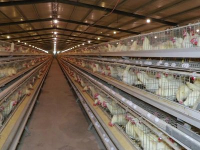 Беларусь сняла для Башкирии часть ограничений по ввозу продукции из птицы