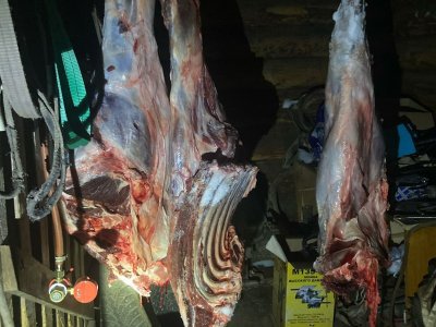 У жителя Башкирии обнаружили разделанную тушу незаконно отстреленного лося