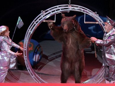 В Башкирии обнаружили нелегально гастролирующий цирк