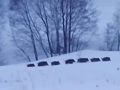 В Башкирии на видео попали бегущие по снежному полю дикие кабанчики