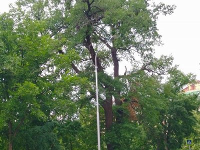 Старинный дуб из Уфы участвует в конкурсе «Российское дерево года – 2024»