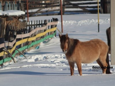 Башкирские специалисты по коневодству ответили на предложение депутата запретить конину