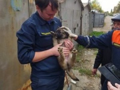 В Уфе спасатели освободили застрявших между гаражами щенков 