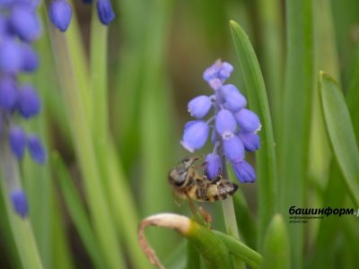 В Башкирии пчел защитят от отравления пестицидами