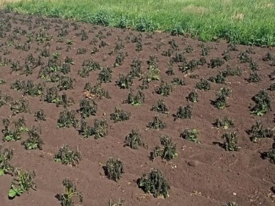 В нескольких районах Башкирии садоводы остались без урожая из-за заморозков
