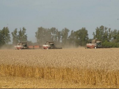 Власти РФ выделили на зерновые интервенции 7 млрд рублей из резервного фонда
