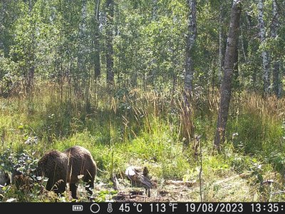 В объектив фотоловушки в Башкирии попали две медведицы с медвежатами