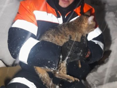 В Башкирии спасатели достали из дымохода кошку