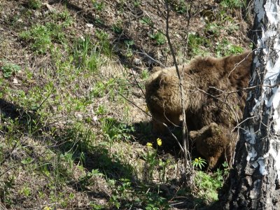 В Башкирии семья медведей поселилась рядом с деревней