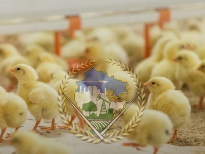 Башкирская компания получила землю без торгов под развитие птицеводства