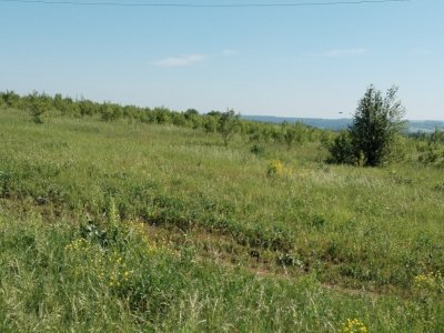 В Благовещенском районе Башкирии обнаружили 110 га заброшенных сельхозугодий