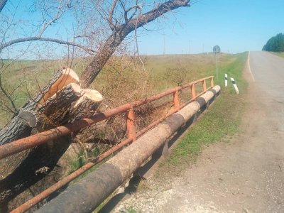 В Башкирии бобры повалили дерево на мост между двумя селами