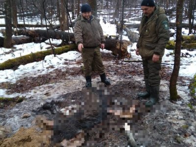 В Башкирии обнаружены останки застреленного браконьерами лося