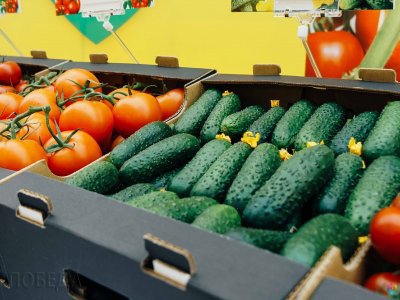 В Нуримановском районе реализуют проект по производству 10 тыс тонн овощей в год