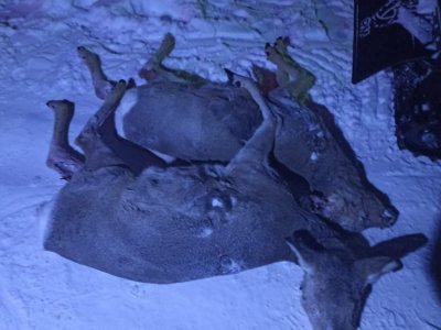 В Башкирии охотники незаконно застрелили двух косуль