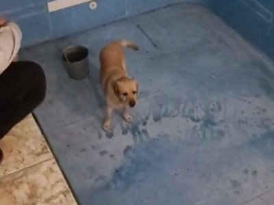 В Уфе спасли собаку, упавшую в трехметровый бассейн