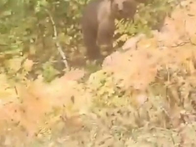 В Башкирии медведь едва не задрал корову