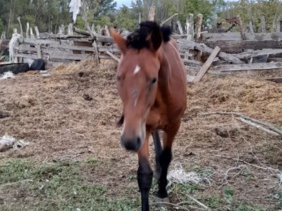 В Башкирии полицейские задержали предполагаемых похитителей лошадей