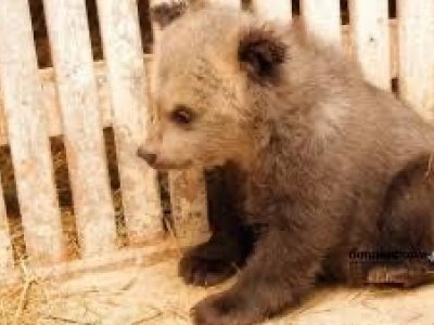Пойманный в Ишимбайском районе медвежонок вырвался на свободу - минэкологии Башкирии