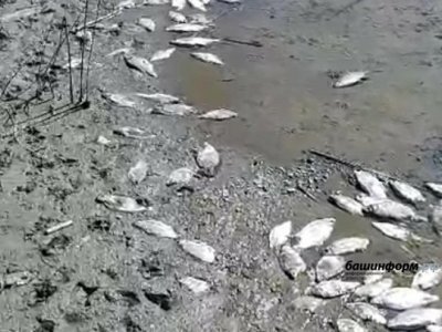 В минэкологии Башкирии прокомментировали мор рыбы в Абзелиловском районе