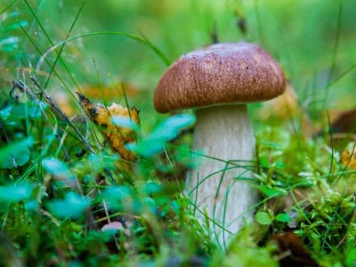 С 12 октября в России за незаконный сбор грибов можно получить штраф до миллиона рублей