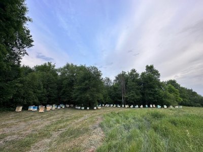 В Уфе пройдет международный конгресс пчеловодов «АписБРИКС+»