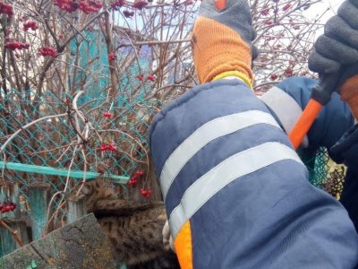 В Башкирии спасатели вызволили кошку из сетчатого «плена»