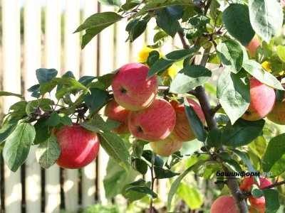 В Башкирии за последние 4 года заложили 343 га новых плодовых садов
