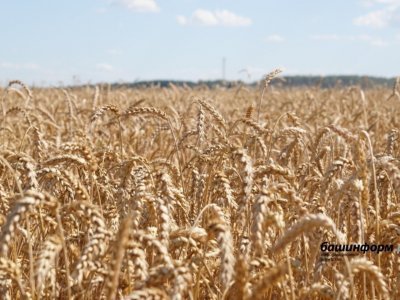 В России ввели временный запрет на экспорт твёрдой пшеницы