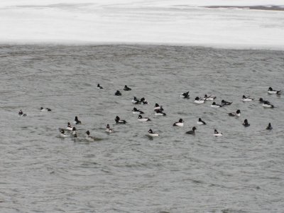 В Башкирии сосчитали количество зимних водоплавающих птиц