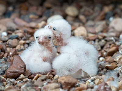 Уфимские орнитологи показали новорожденных птенцов соколов-сапсанов