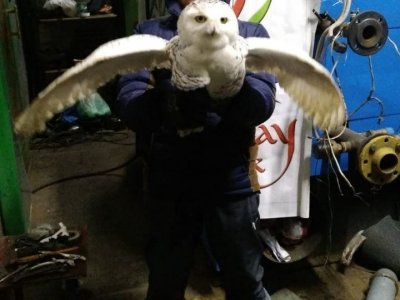 Жители Башкирии спасли полярную сову от гибели